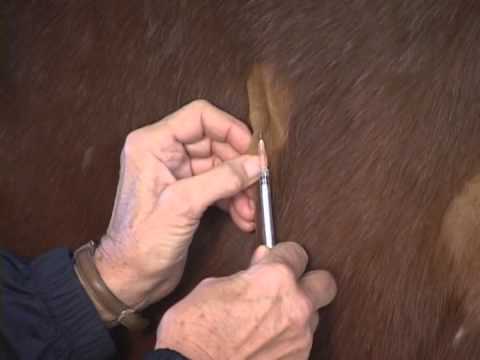 Intradermal injections- equine