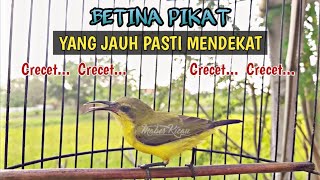 Download lagu SUARA CRET CRET SOGON BETINA MEMANGGIL JANTAN AMPUH #SOGONBETINAMEMANGGILJANTAN mp3 Download lagu SUARA CRET CRET SOGON BETINA MEMANGGIL JANTAN AMPUH #SOGONBETINAMEMANGGILJANTAN mp3