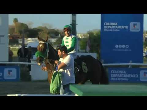 230825 c15 - OLIVO FEVER - SINT COLONIA -