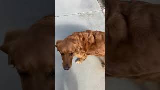 Video preview image #1 Golden Retriever Puppy For Sale in San Diego, CA, USA