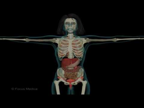 Unser Körper in 3D - Skelett und Muskulatur (Schulfilm-Vorschau)