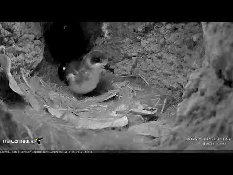 Cahow Chick's Last Visit To Nest Burrow Before Fledging From Nonsuch Island! – May 28, 2018