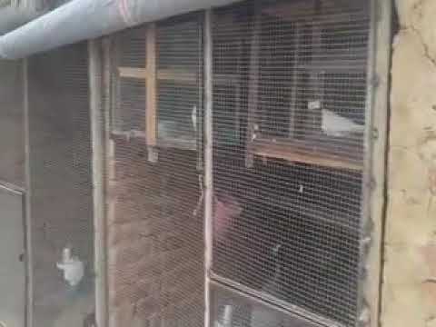 Fan Pet House Renovation After Guiding Tips Changed From Kacha To Paka