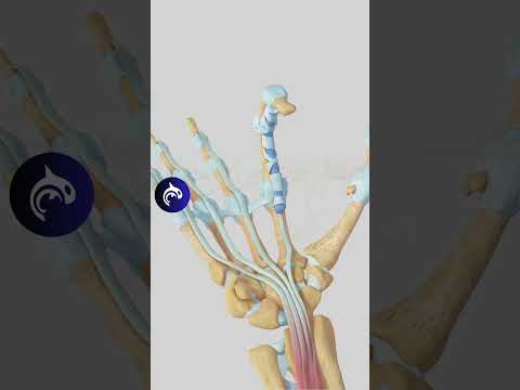 Trigger Finger Condition and Release 3D Animation No Narration