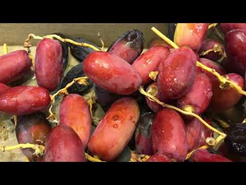 التعريف برطب وتمر نخلة الحلوة -Helawa Dates-من النخيل المشهورة في عدد من المناطق- www.ajwafarmsa.com