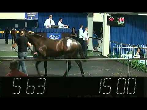 2012 Magic Millions Perth Yearling Sale Lots 475 - 635