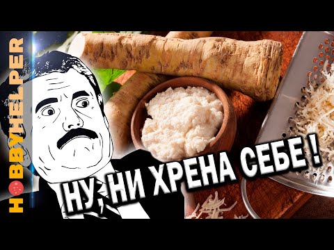 Ешь ХРЕН - он полезнее ИМБИРЯ! В чем польза хрена для организма и кому противопоказан.