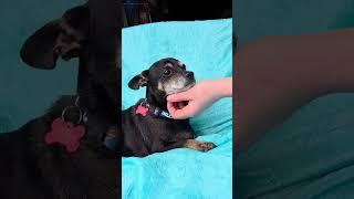 Video preview image #1 Rat-Cha Puppy For Sale in Cuba, NY, USA