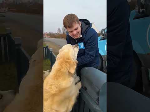 Это случается каждую неделю с моими собаками #goldenretriever #adorable #shorts