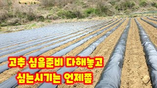 고추 심는시기 비닐피복 괴산청결고추 충북 괴산 풀뿌리농장 비닐 피복 점적테이프 [고추재배방법]