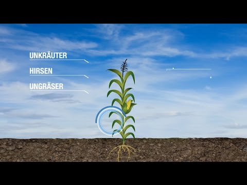 Unkrautbekämpfung in Mais – Im Fokus Hirsen