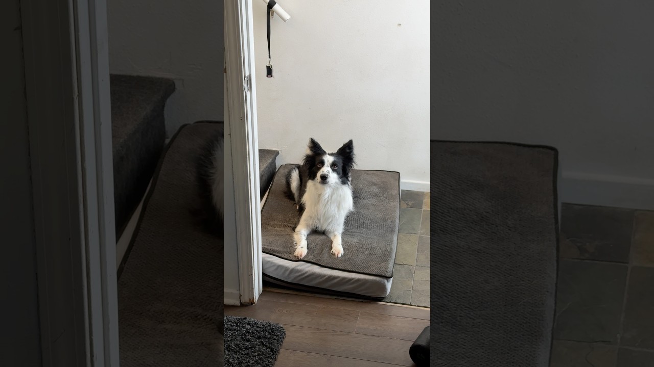 border collie supervisor popping in for an update