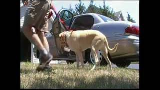 preview picture of video 'How to Teach a dog to go into the car by  Bobs Pet Stop'