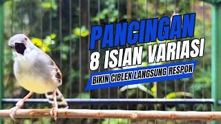 Download lagu CIBLEK GACOR NGEBREN variasi melimpah buat Pancingan Ciblek Semi bahan jadikan ciblek kristal gacor mp3 Download lagu CIBLEK GACOR NGEBREN variasi melimpah buat Pancingan Ciblek Semi bahan jadikan ciblek kristal gacor mp3