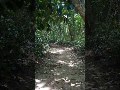 Sendero Parque Nacional Cahuita, Limón Costa Rica