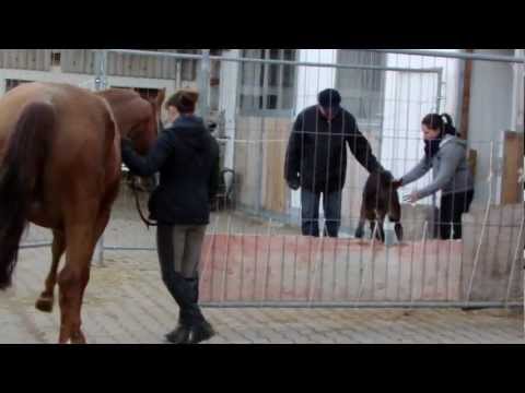 Stutfohlen von Diarado x Silvio