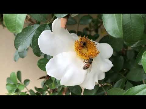 5th Place Honey Harvest  2022