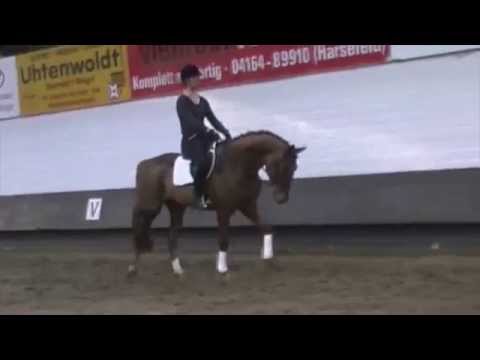 Fürst Nymphenburg-Golfclub mare * 2010 for sale