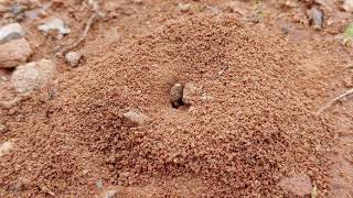 Grease Ants Rebuild Their Nests