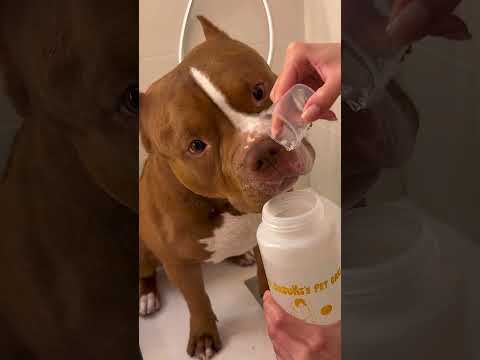 Chocodogger's secret to a happy bath routine Mr Suzuki's Pet Care ❤️@mr.suzukispetcare2880