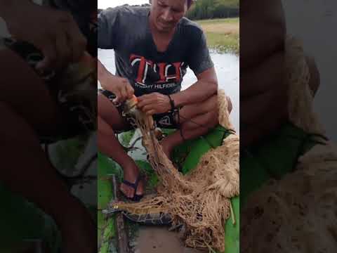 # pescaria no rio do nosso Amazonas interior do município do manaquiri. de dezembro de 2024