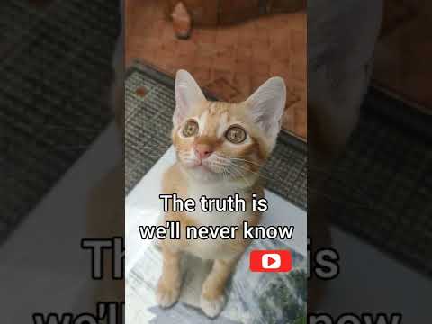 CAN CATS SEE GHOSTS, ANGELS & SPIRITS? - YouTube