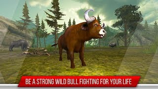 Bull vs Bull Fight videosu
