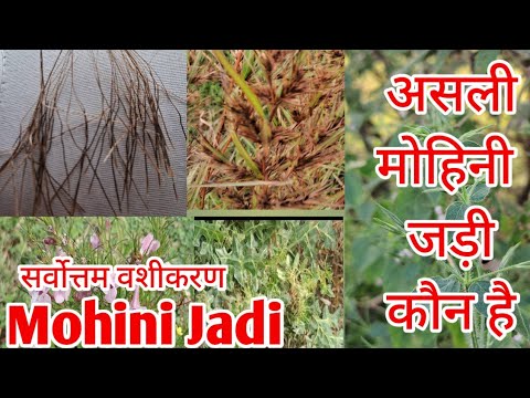 What is Mohini herb like? What is Mohini herb like? What is the real Mohini herb? Mohini herb.