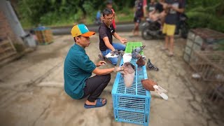 Download lagu TEST THE PIGEON FIRST BEFORE TAKING IT HOME mp3