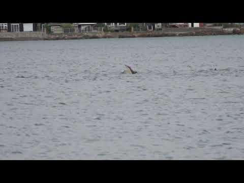 Dolphins in Lyall Bay 3 Mar 2021