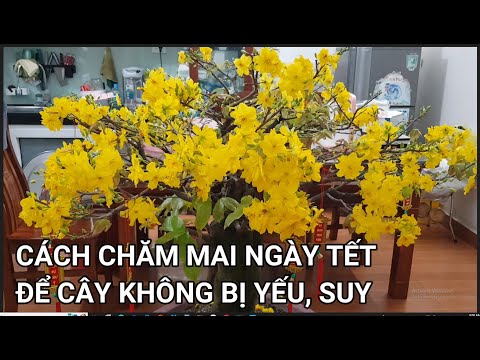 🔴 QBS22355 - CÁCH CHĂM SÓC MAI VÀNG NGÀY TẾT ĐỂ CÂY SUNG KHỎE SAU KHI CHƠI HOA | CHĂM SÓC MAI VÀNG