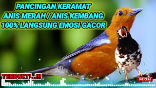 Download lagu Pancingan Anis Merah dan Anis Kembang Macet Bunyi. HITUNGAN DETIK!!! Langsung NYAUT dan GACOR. mp3