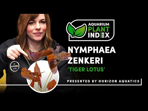 Tiger Lotus Aquarium Care – How to Grow This Show-Stopping Plant!