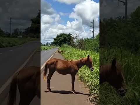 Cavalo causa acidente entre carro e caminhão na BR-060, em Goiás #balancogeralgo #cavalo #shorts