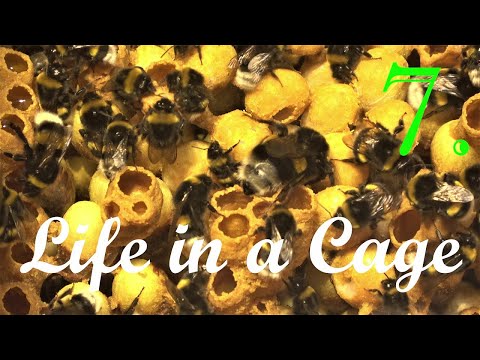 Bumblebees - Life in a Cage: Part 7/10 - 70th day of Breeding - 10 typical Bombus terrestris nests