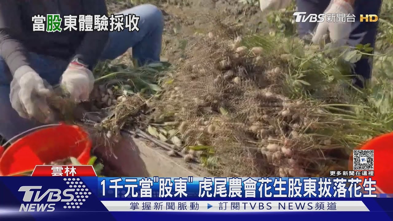 花生田變股東制！「一股千元」千人拔花生　虎尾親子樂翻天