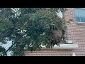 Big Bald-Faced Hornet Nest Found in a Tree in Tinton Falls, NJ