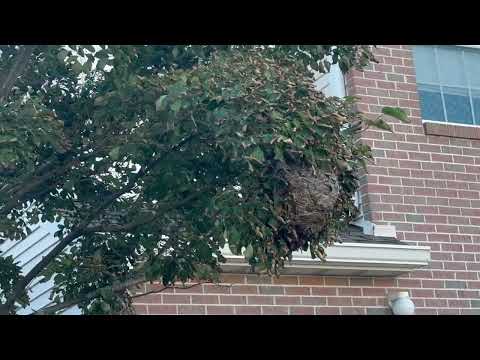 Big Bald-Faced Hornet Nest Found in a Tree in Tinton Falls, NJ