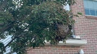Watch video: Big Bald-Faced Hornet Nest Found in a Tree in Tinton Falls, NJ