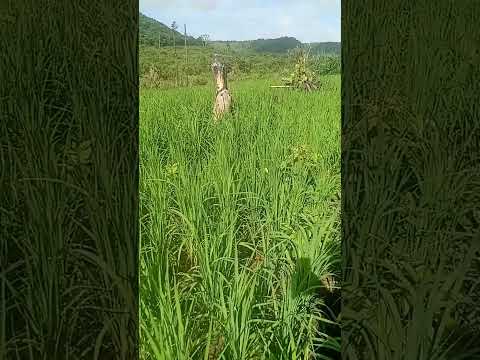 Plantação linda  em Jatobá Maranhão