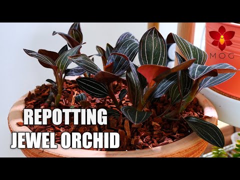 , title : 'Repotting my Jewel Orchid & getting rid of snail infestation - Ludisia discolor'