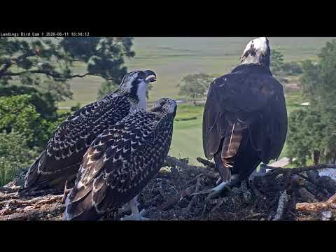 Osprey Chicks Have Breakfast Together In Savannah – June 11, 2020