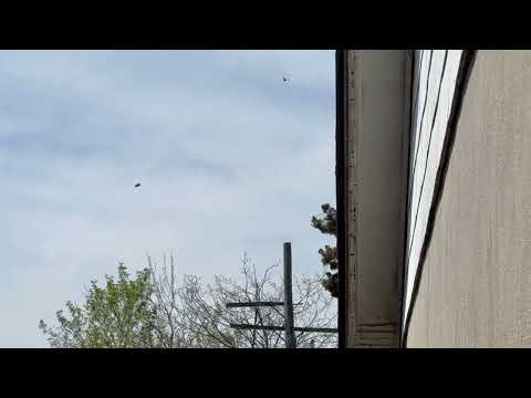 Garage Hammered by Carpenter Bees in Manasquan, NJ
