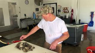 What to look for when buying oysters