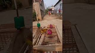 Download lagu LATIHAN BURUNG EMPRIT ( PEKING ) JARAK 20 METER mp3 Download lagu LATIHAN BURUNG EMPRIT ( PEKING ) JARAK 20 METER mp3