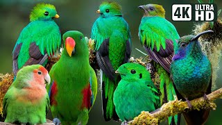 MOST BEAUTIFUL GREEN BIRDS | RELAXING NATURE SOUNDS | STRESS RELIEF | STUNNING NATURE | CUTE BIRDS