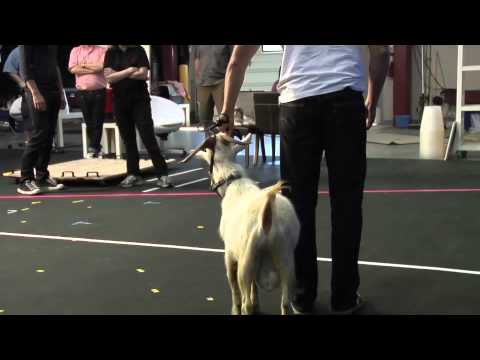 OK Go - Behind the Scenes of White Knuckles - Goats are Good Dancers