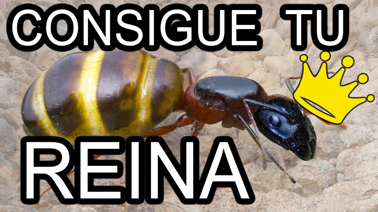 Como Conseguir una Hormiga Reina 👑 - Hormigas Voladoras - Tutoriales
