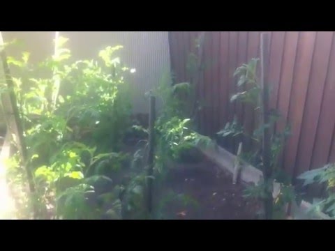 how to stop possums eating your plants or fruit