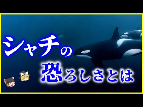 ブリシヌス・ロンギピンニス